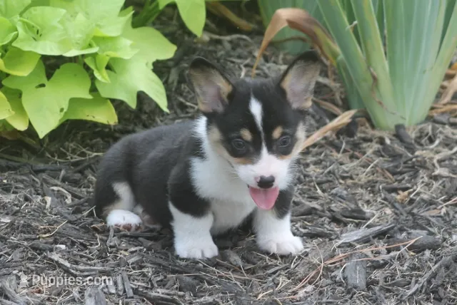 Bodie – Pembroke Welsh Corgi puppy for sale in Hiwasse, AR