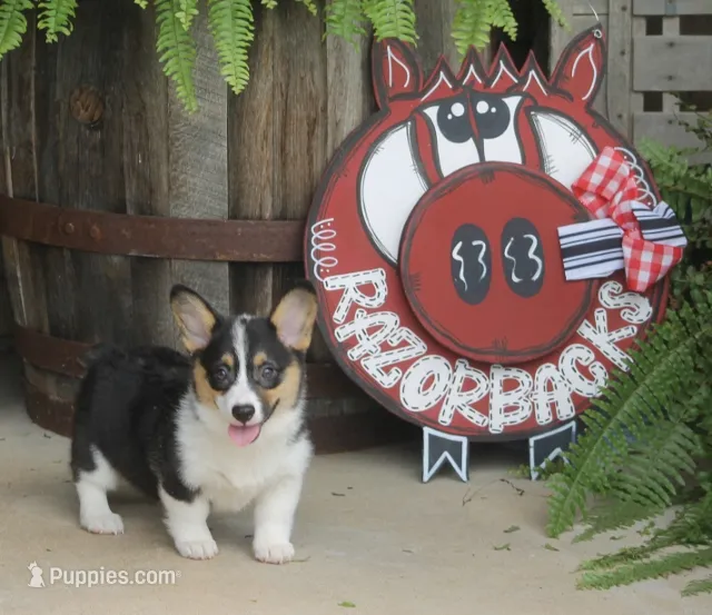 Bell – Pembroke Welsh Corgi puppy for sale in Hiwasse, AR