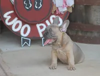 Sugar Bear, a male French Bulldog for sale in Hiwasse, AR – 4 of 9