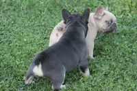 Mr Chunkers, a male French Bulldog for sale in Hiwasse, AR – 2 of 7