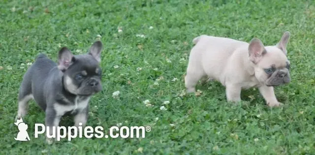 Brick Junior, a male French Bulldog for sale in Hiwasse, AR – 6 of 6