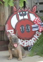Renny, a female French Bulldog for sale in Hiwasse, AR – 6 of 9