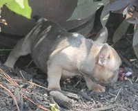 Winnie, a female French Bulldog for sale in Hiwasse, AR – 3 of 9