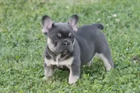 Brick Junior, a male French Bulldog for sale in Hiwasse, AR – 1 of 6