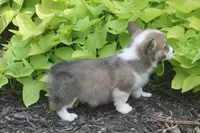 Bailey, a female Pembroke Welsh Corgi for sale in Hiwasse, AR – 3 of 5