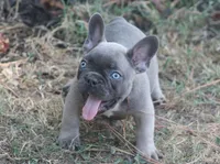 George, a male French Bulldog for sale in Hiwasse, AR – 5 of 5