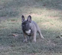 George, a male French Bulldog for sale in Hiwasse, AR – 2 of 7