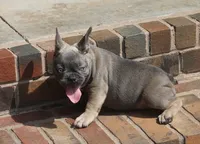 Daisy, a female French Bulldog for sale in Hiwasse, AR – 2 of 10