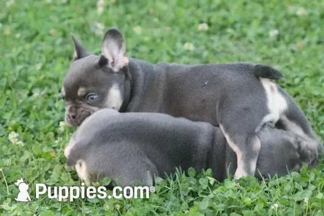 Brick Junior, a male French Bulldog for sale in Hiwasse, AR – 3 of 6