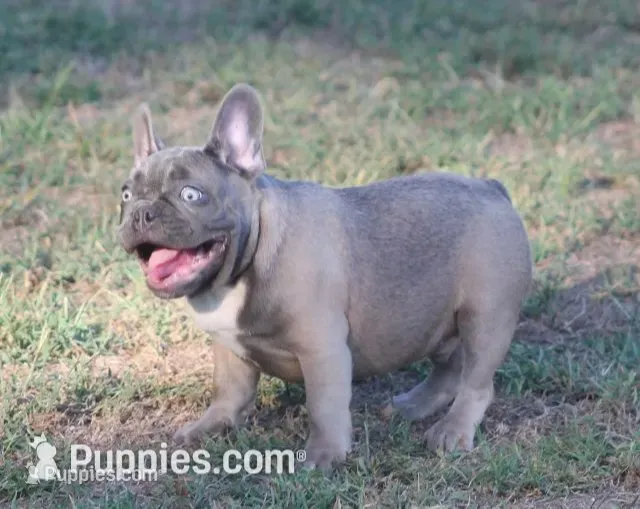 George – French Bulldog puppy for sale in Hiwasse, AR