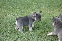Scar, a male French Bulldog for sale in Hiwasse, AR – 7 of 7