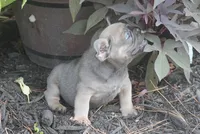 Mr. Big, a male French Bulldog for sale in Hiwasse, AR – 4 of 5