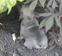 Mr. Big, a male French Bulldog for sale in Hiwasse, AR – 2 of 5