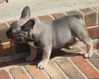 Daisy, a female French Bulldog for sale in Hiwasse, AR – 3 of 10