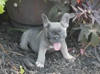 Peppa, a female French Bulldog for sale in Hiwasse, AR – 5 of 7