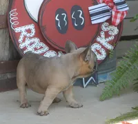 Sugar Bear, a male French Bulldog for sale in Hiwasse, AR – 3 of 9