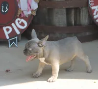 George, a male French Bulldog for sale in Hiwasse, AR – 6 of 9