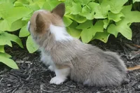 Briggs, a male Pembroke Welsh Corgi for sale in Hiwasse, AR – 2 of 5
