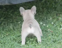 Sissy, a female French Bulldog for sale in Hiwasse, AR – 4 of 7