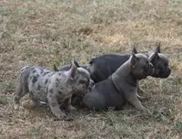 Sissy, a female French Bulldog for sale in Hiwasse, AR – 7 of 9