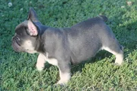 Brick Junior, a male French Bulldog for sale in Hiwasse, AR – 2 of 6