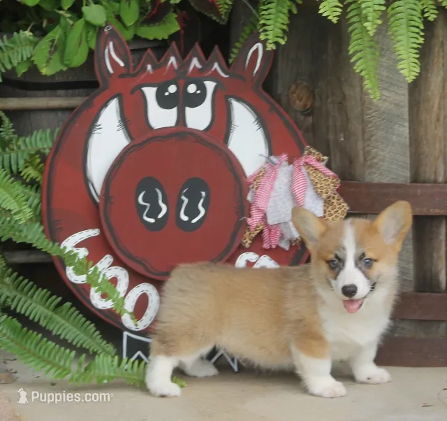 Briggs – Pembroke Welsh Corgi puppy for sale in Hiwasse, AR