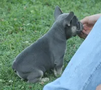 Scar, a male French Bulldog for sale in Hiwasse, AR – 4 of 7