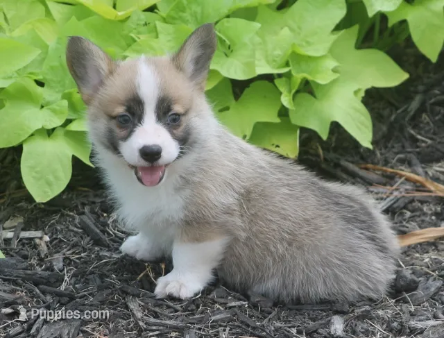 Briggs – Pembroke Welsh Corgi puppy for sale in Hiwasse, AR