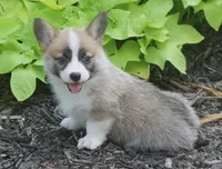 Briggs, a male Pembroke Welsh Corgi for sale in Hiwasse, AR – 1 of 5