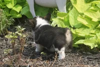 Bell, a female Pembroke Welsh Corgi for sale in Hiwasse, AR – 4 of 4