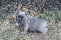 George, a male French Bulldog for sale in Hiwasse, AR – 3 of 5