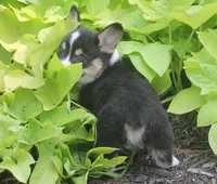 Bodie, a male Pembroke Welsh Corgi for sale in Hiwasse, AR – 5 of 6
