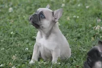 Sissy, a female French Bulldog for sale in Hiwasse, AR – 2 of 7