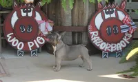 Peppa, a female French Bulldog for sale in Hiwasse, AR – 7 of 10