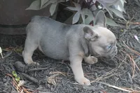 Mr. Big, a male French Bulldog for sale in Hiwasse, AR – 3 of 5