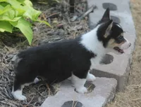 Bodie, a male Pembroke Welsh Corgi for sale in Hiwasse, AR – 2 of 6