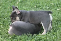 Mr Chunkers, a male French Bulldog for sale in Hiwasse, AR – 6 of 7