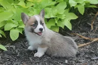 Briggs, a male Pembroke Welsh Corgi for sale in Hiwasse, AR – 5 of 5