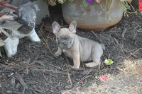 Renny, a female French Bulldog for sale in Hiwasse, AR – 4 of 7