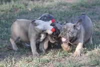 George, a male French Bulldog for sale in Hiwasse, AR – 4 of 7