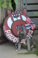 Peppa, a female French Bulldog for sale in Hiwasse, AR – 3 of 10