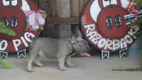 Daisy, a female French Bulldog for sale in Hiwasse, AR – 4 of 10