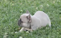 Sissy, a female French Bulldog for sale in Hiwasse, AR – 5 of 7