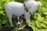 Bell, a female Pembroke Welsh Corgi for sale in Hiwasse, AR – 2 of 4