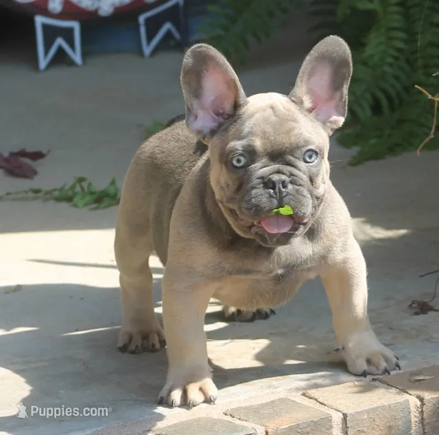 Mr. Big – French Bulldog puppy for sale in Hiwasse, AR