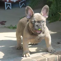 Mr. Big, a male French Bulldog for sale in Hiwasse, AR – 1 of 9