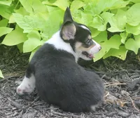 Bodie, a male Pembroke Welsh Corgi for sale in Hiwasse, AR – 3 of 6