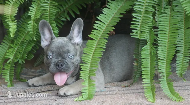 Daisy – French Bulldog puppy for sale in Hiwasse, AR
