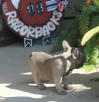 George, a male French Bulldog for sale in Hiwasse, AR – 4 of 9