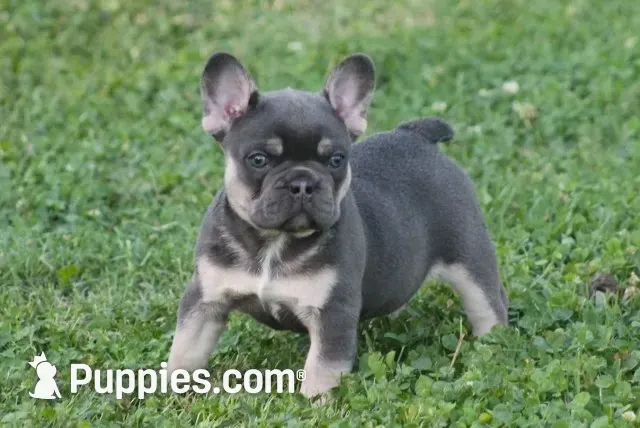 Brick Junior, a male French Bulldog for sale in Hiwasse, AR – 4 of 6